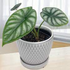 Alocasia Dragon Scale