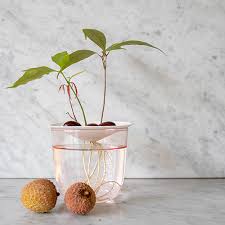 Lychee (Litchi chinensis)