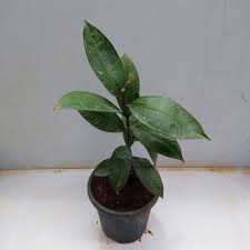 Mangosteen Tree