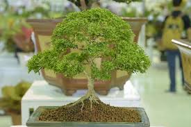 The Art of Bonsai: Thai Techniques