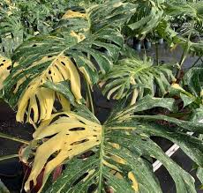 Thai Plants